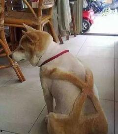 狗狗最新爆料文案搞笑句子,笑料横生的爆料瞬间 第1张 狗狗最新爆料文案搞笑句子,笑料横生的爆料瞬间 第1张